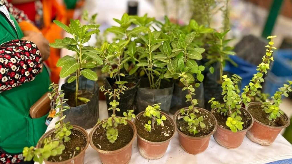 Torreón Establece un Nuevo Récord en Árboles Plantados en 2025: ¡Descubre la Iniciativa Ambiental!