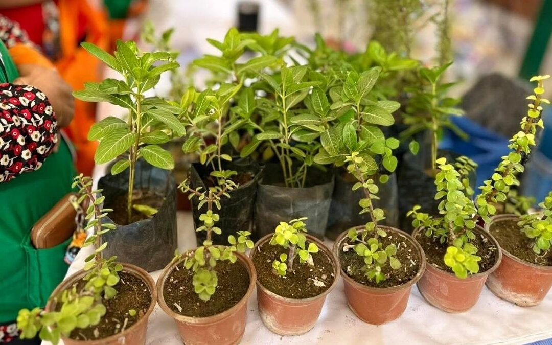 Torreón Establece un Nuevo Récord en Árboles Plantados en 2025: ¡Descubre la Iniciativa Ambiental!