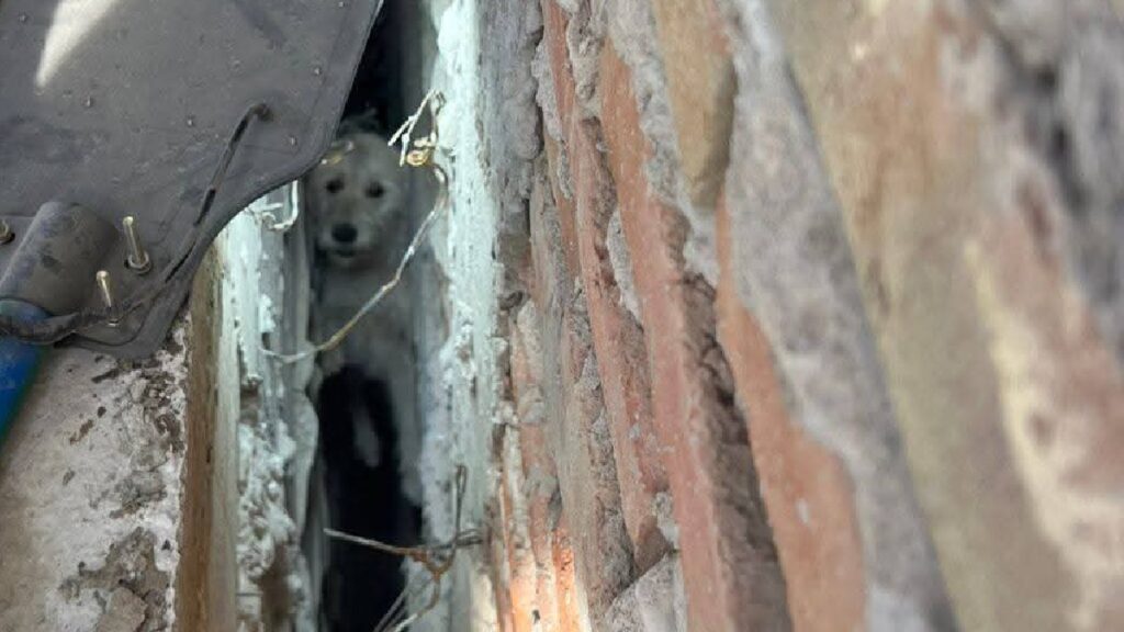 Bomberos en San Pedro: Heroico rescate de un perrito atrapado en una zanja de construcción