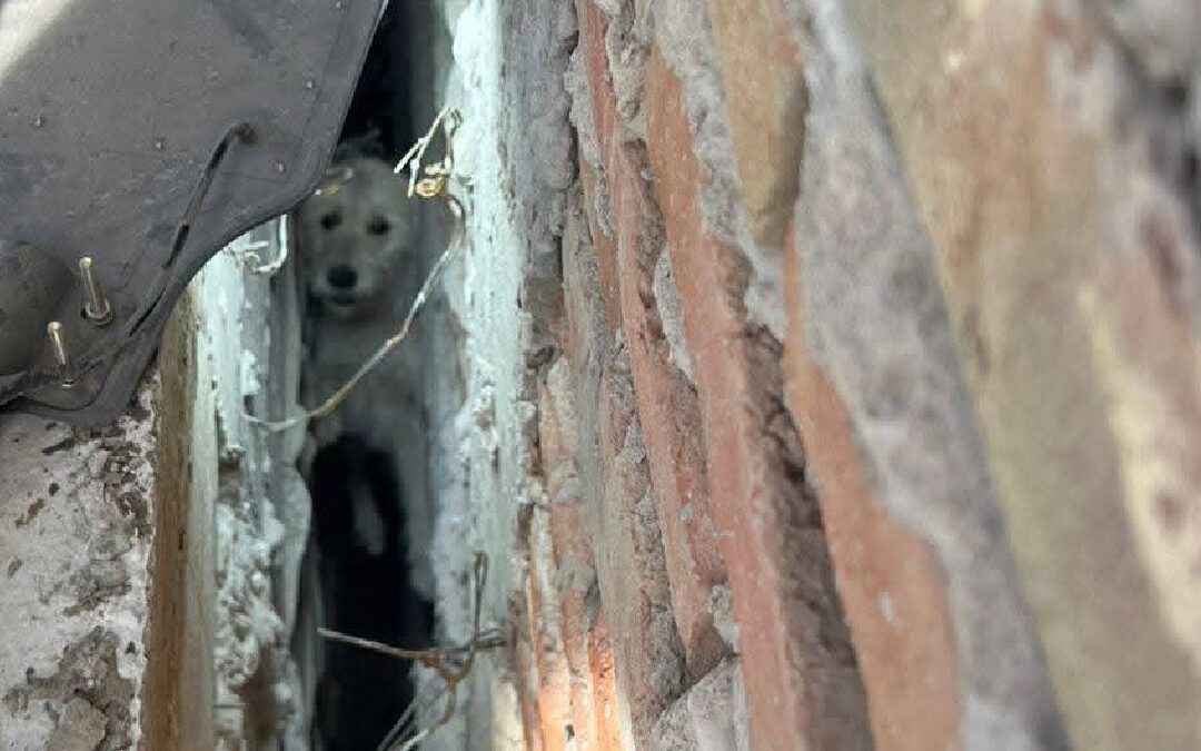 Bomberos en San Pedro: Heroico rescate de un perrito atrapado en una zanja de construcción
