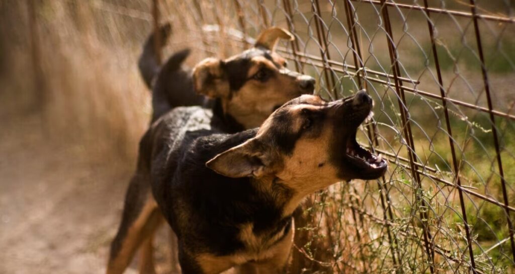 Tragedia en Michoacán: Perros asesinan a niño de 3 años, madre acusada de homicidio por omisión