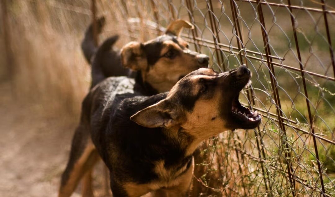 Tragedia en Michoacán: Perros asesinan a niño de 3 años, madre acusada de homicidio por omisión