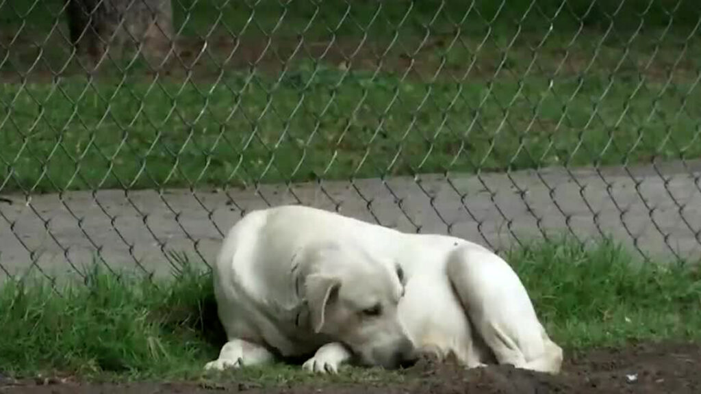 Récord de maltrato animal en Guanajuato: Fiscalía recibe hasta 14 denuncias mensuales