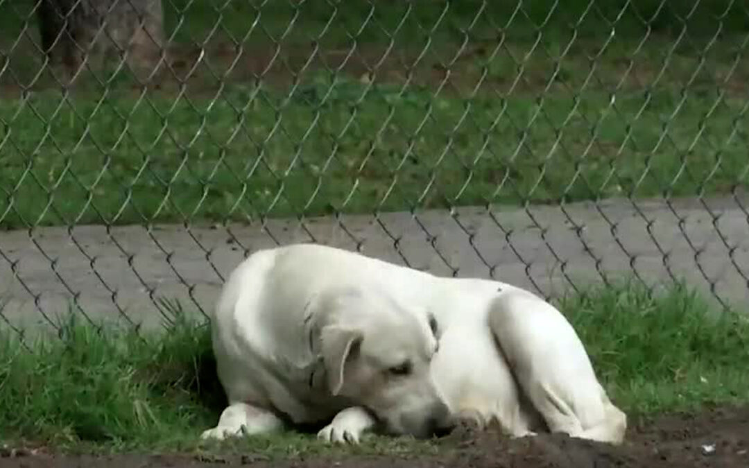 Récord de maltrato animal en Guanajuato: Fiscalía recibe hasta 14 denuncias mensuales