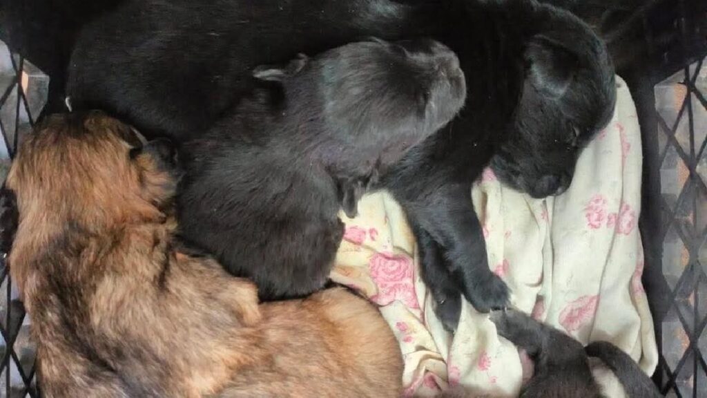 Cachorros Abandonados en Estación de Bomberos Colón: ¡Buscan Familias para Adopción Responsable!