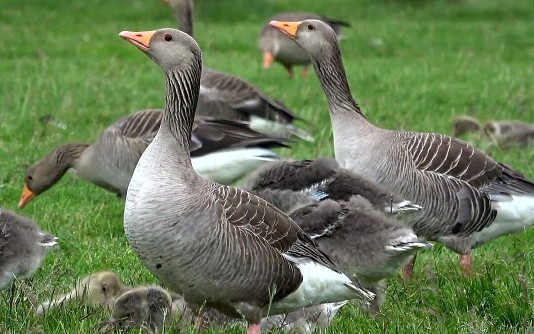 Alerta en Salina: Detectan Gripe Aviar Altamente Contagiosa en Gansos Locales