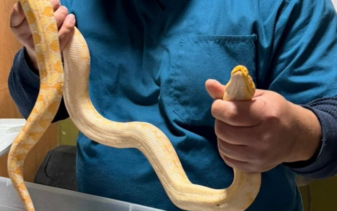 Rescate y Devolución de un Pitón a Su Dueño en Gómez Palacio