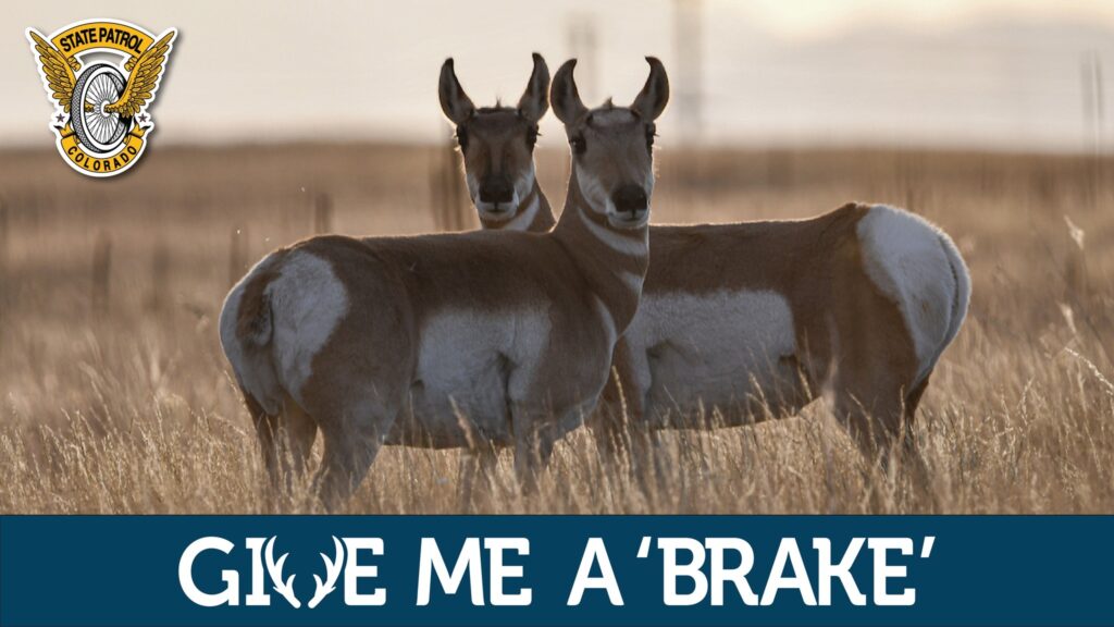 Choques con Animales: La Patrulla Estatal de Colorado Advierte sobre Riesgos al Volante