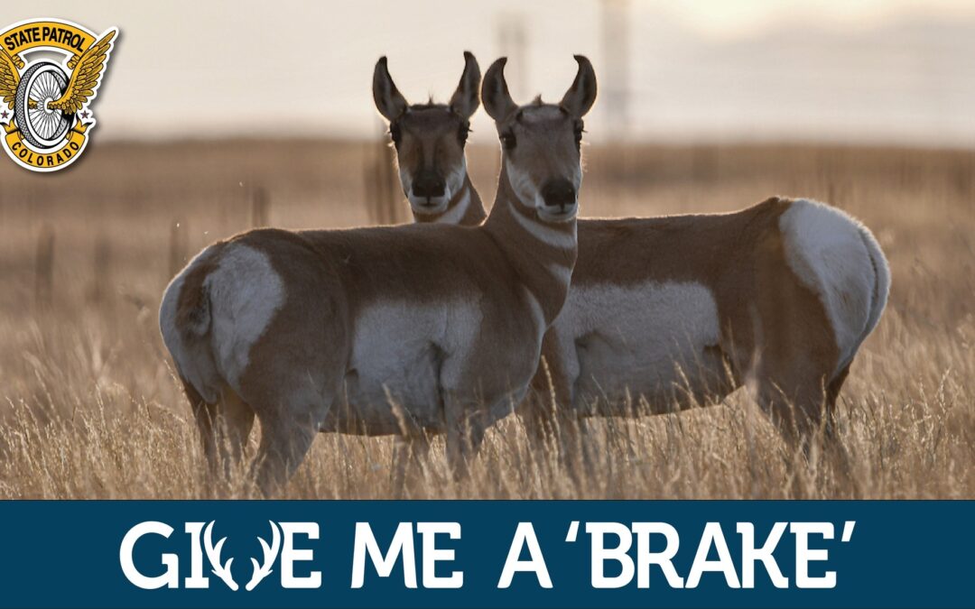 Choques con Animales: La Patrulla Estatal de Colorado Advierte sobre Riesgos al Volante