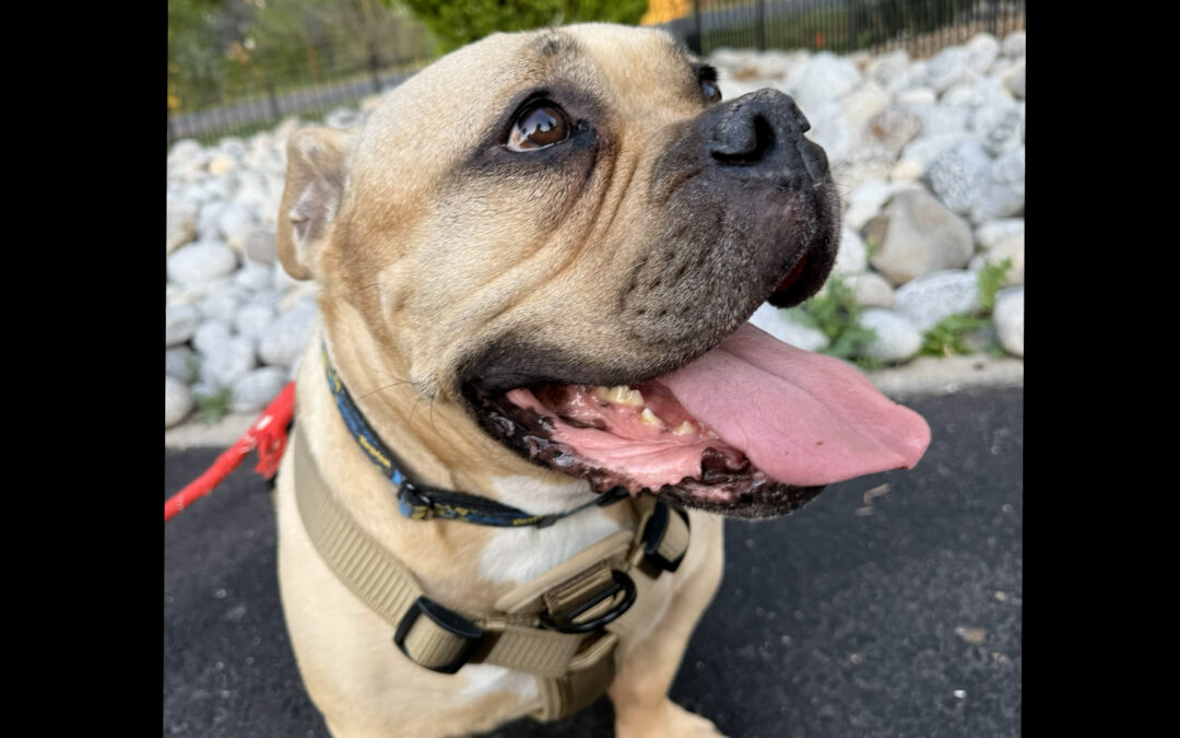 Crisis Migratoria: Aumento del Abandono de Mascotas en Colorado