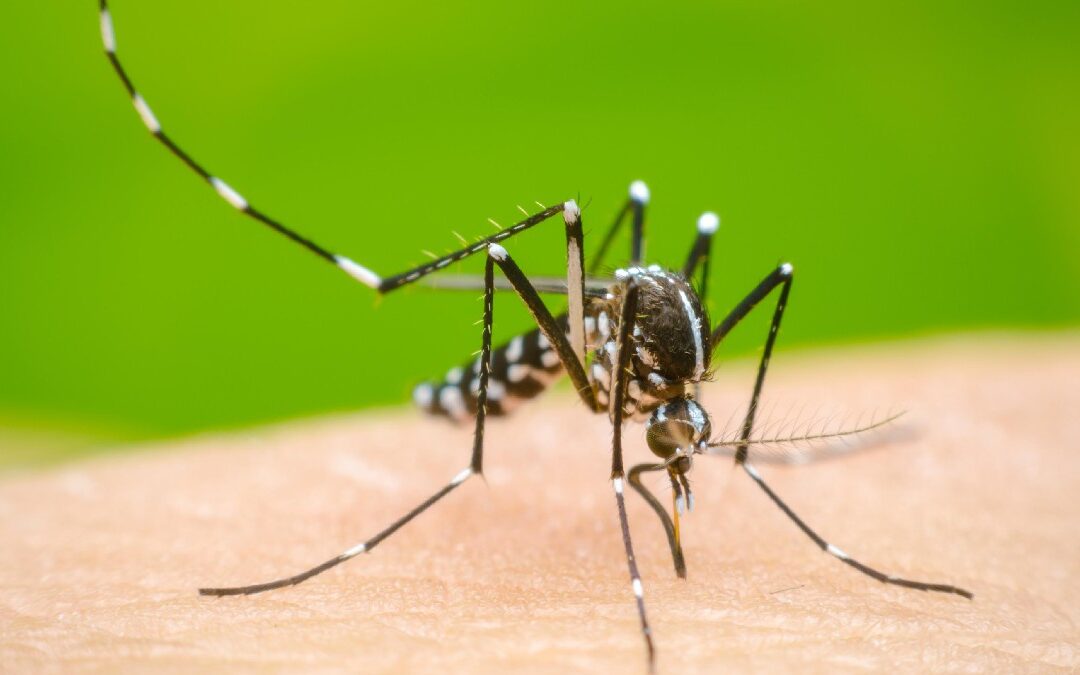 Dengue en Jalisco: Tercer Lugar Nacional en Casos y Perspectivas de Prevención