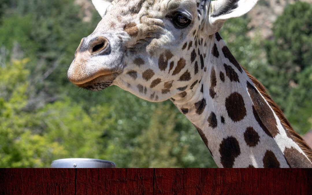 Triste Adiós a Khalid: La Jirafa Emblemática del Zoológico Cheyenne Mountain