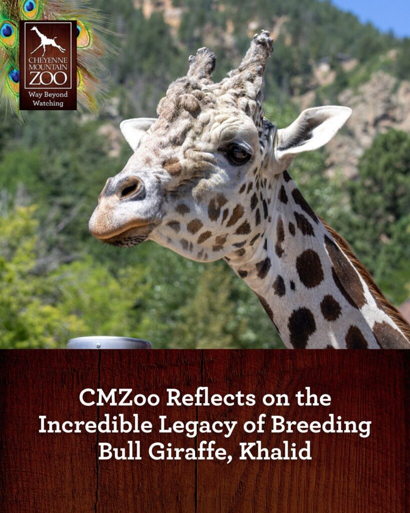 Triste Adiós a Khalid: La Jirafa Emblemática del Zoológico Cheyenne Mountain