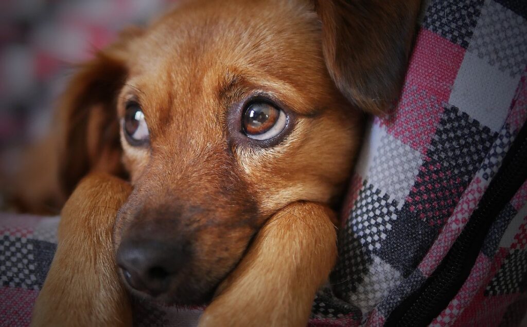 Cuidado de Mascotas: Recomendaciones del Medio Ambiente de Nuevo León para la Navidad
