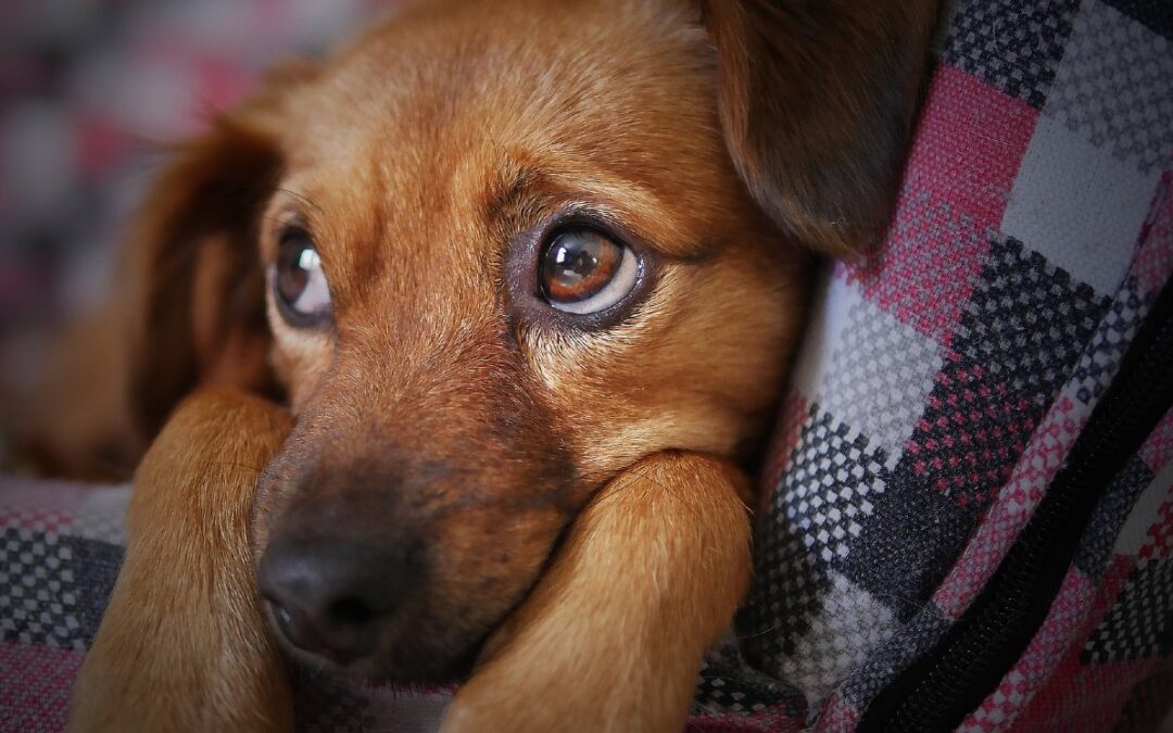 Cuidado de Mascotas: Recomendaciones del Medio Ambiente de Nuevo León para la Navidad