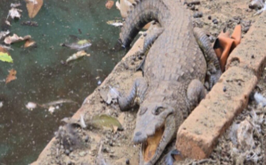 FGR Descubre Arsenal, Vehículos y un Cocodrilo en Rancho de Arandas, Jalisco
