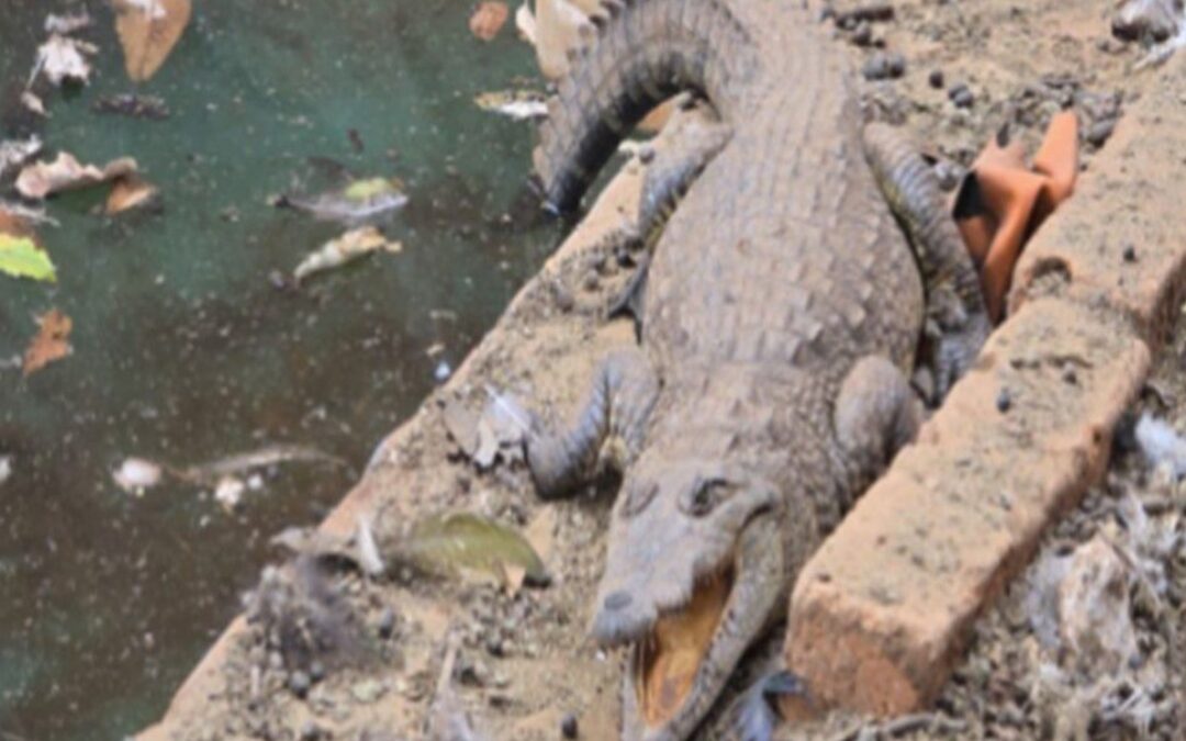 FGR Descubre Arsenal, Vehículos y un Cocodrilo en Rancho de Arandas, Jalisco
