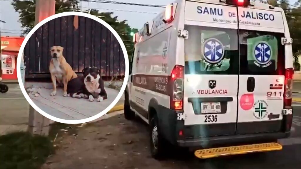 Brutal ataque de perros en Guadalajara: Vecinos culpan al dueño irresponsable