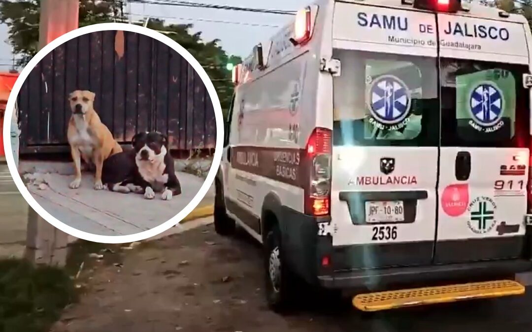 Brutal ataque de perros en Guadalajara: Vecinos culpan al dueño irresponsable