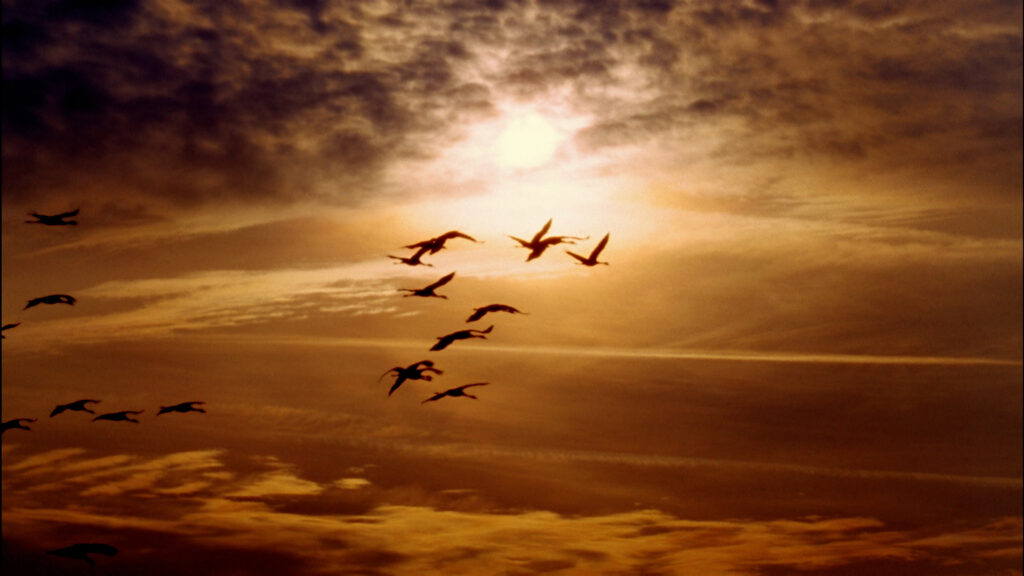 Gripe Aviar: Riesgo Incrementado en Colorado por la Migración Invernal de Aves