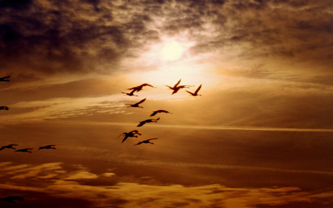 Gripe Aviar: Riesgo Incrementado en Colorado por la Migración Invernal de Aves