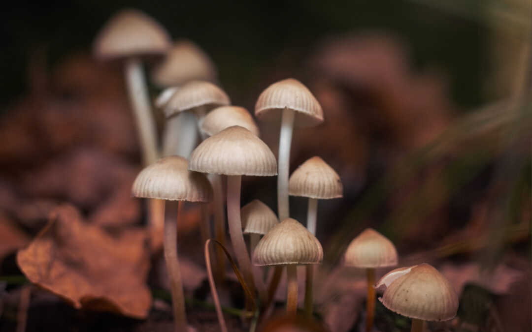 Alerta en San Diego: Peligro de Hongos Venenosos y Amatoxina