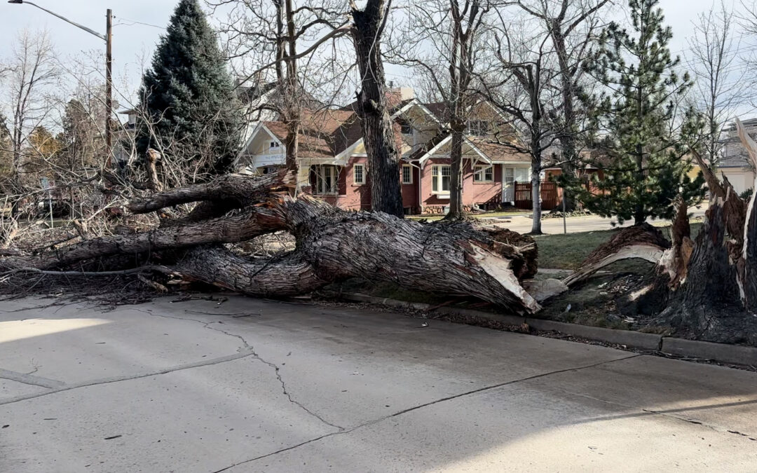 Vientos Fuertes en Colorado: Precauciones Esenciales Ante Riesgos