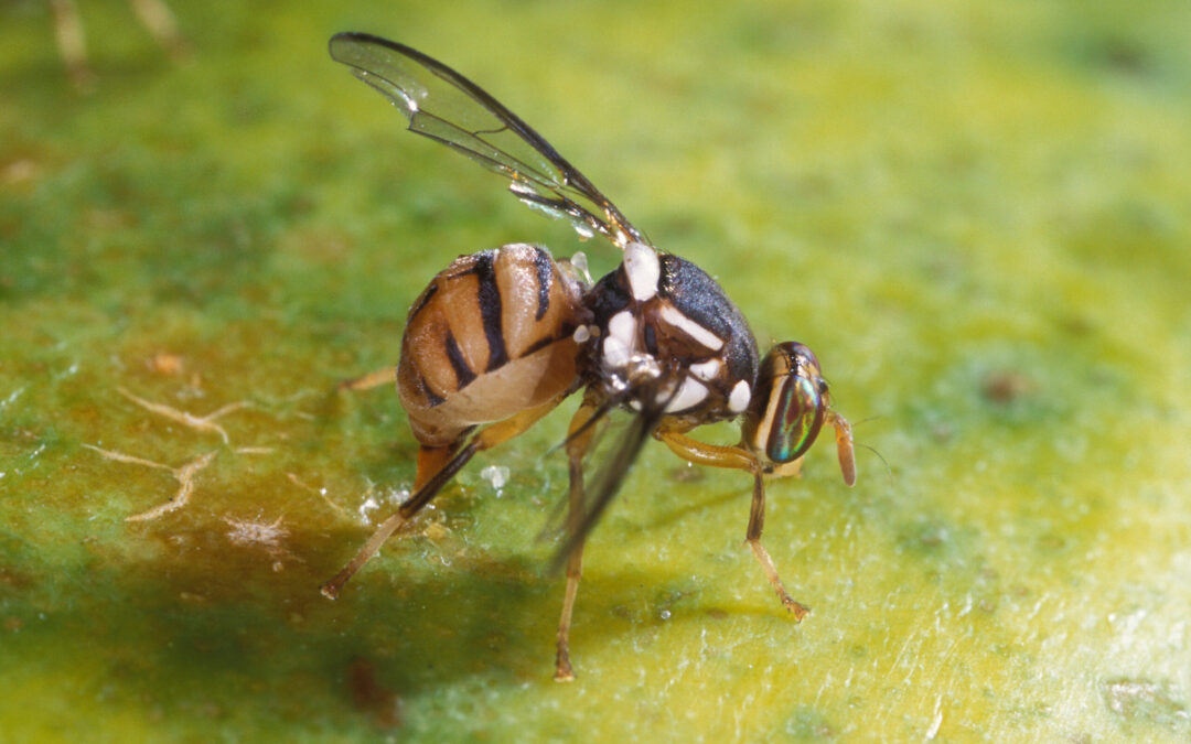 La Mosca Oriental de la Fruta: Una Amenaza Crítica para la Agricultura en el Sur de California
