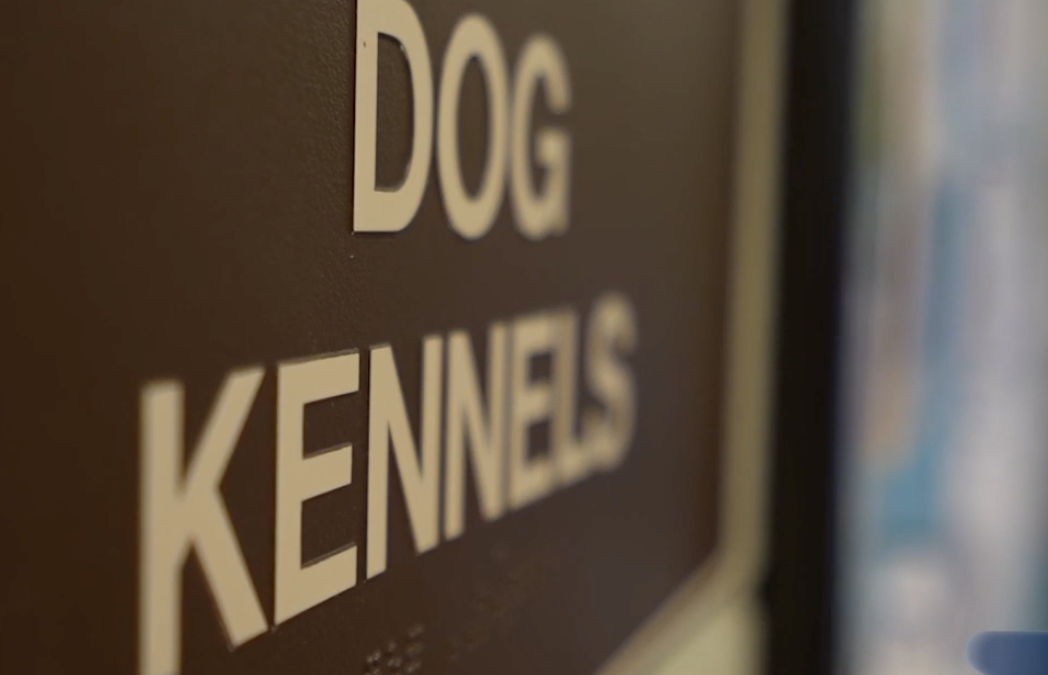 Palm Desert Lanza Innovador Programa de Esterilización de Mascotas y Prohíbe la Crianza Ilegal