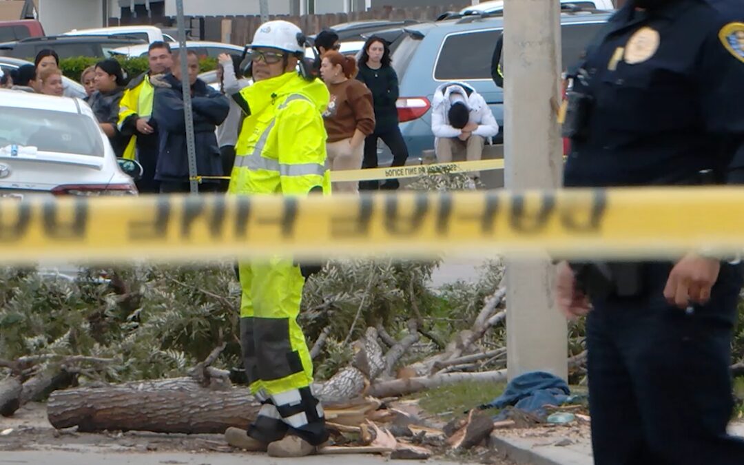 Muerte Trágica en Nochebuena por Caída de Árbol en San Diego