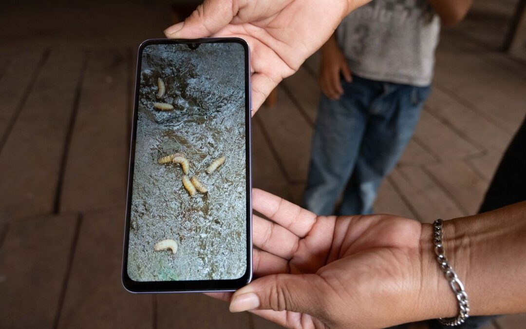 Primera Detección de Gusano Barrenador en Ganado de Edomex: Estrategia de Prevención Implementada