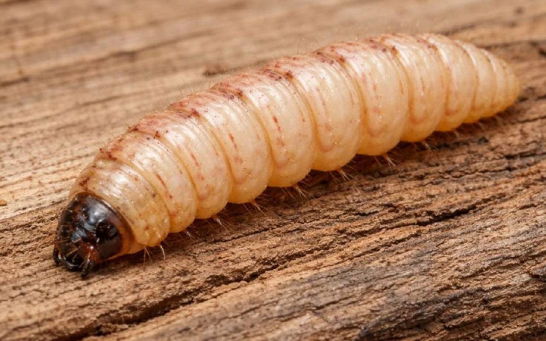 Todo lo que Necesitas Saber sobre la Miasis y el Gusano Barrenador