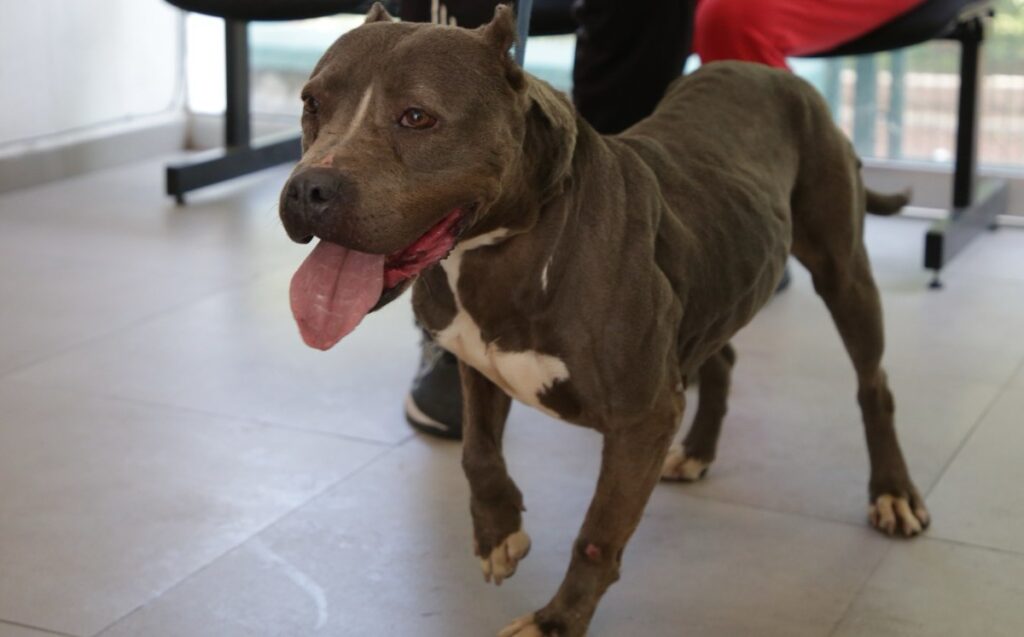 Guadalajara: 133 Adopciones de Mascotas Rescatadas en un Año