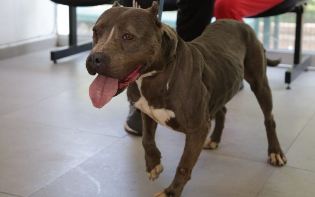 Guadalajara: 133 Adopciones de Mascotas Rescatadas en un Año