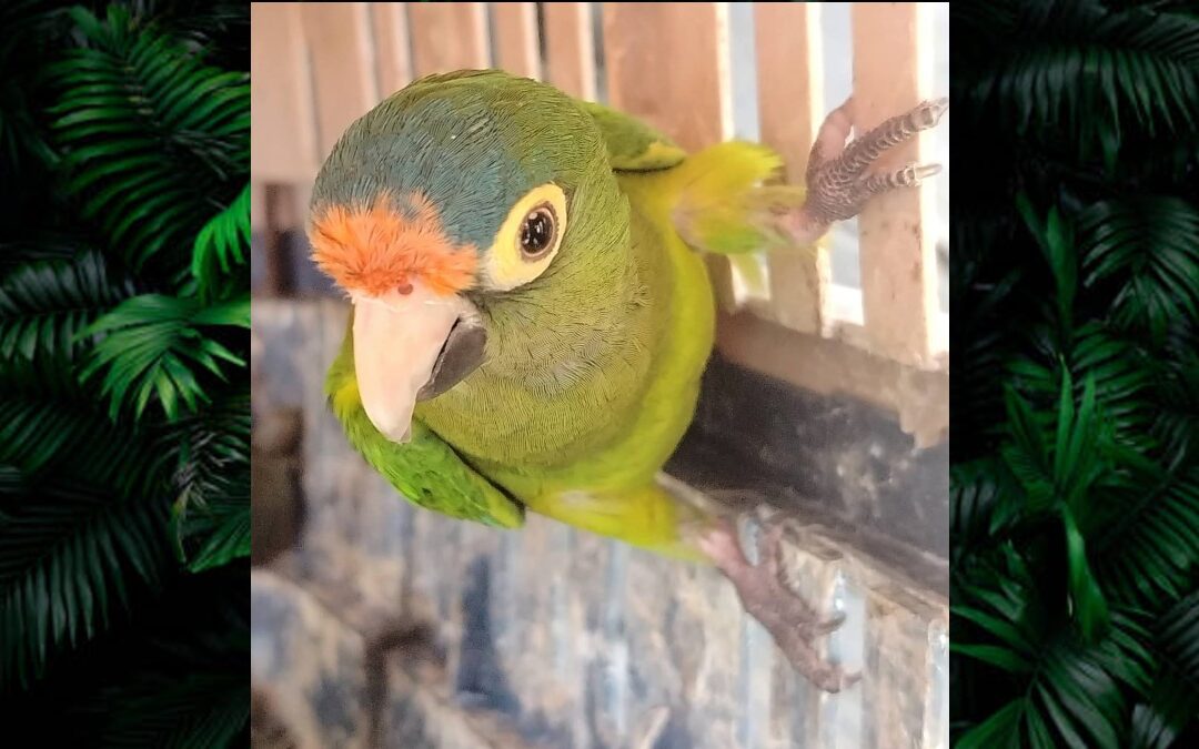 Operativo en Michoacán: Aseguran más de 40 animales exóticos como ‘regalos’ de Reyes