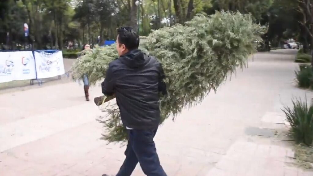 Reciclaje de Árboles de Navidad en Zapopan: Descubre Dónde Llevar Tu Árbol Natural