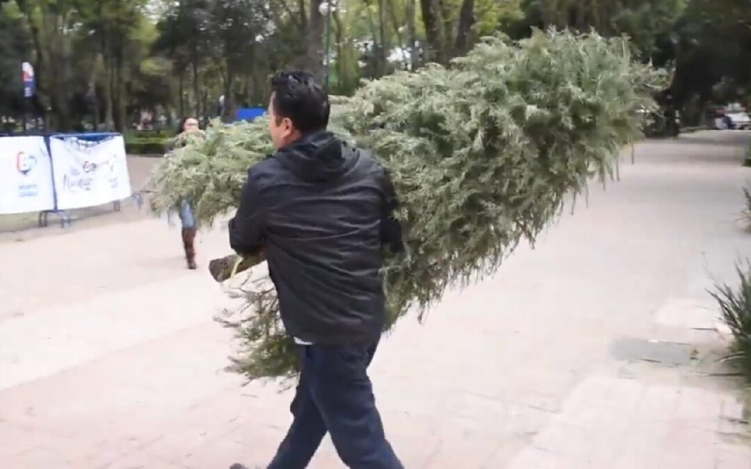 Reciclaje de Árboles de Navidad en Zapopan: Descubre Dónde Llevar Tu Árbol Natural