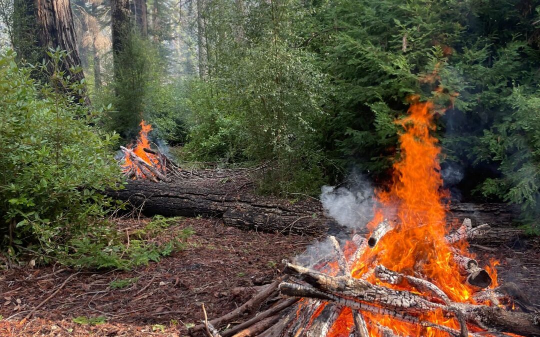 Quema Controlada en Big Basin Redwoods: Un Paso Clave para la Salud del Bosque