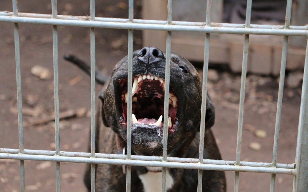 El Paso Implementa Nuevas Clasificaciones y Tarifas de Registro para Perros Peligrosos